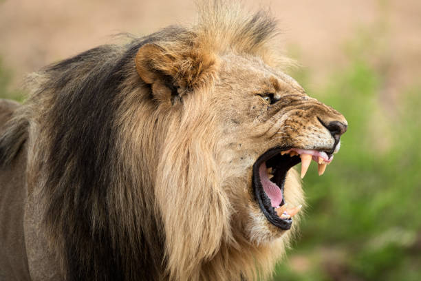 ein nahaufnahmedramatisches profilporträt eines aggressiv knurrenden männlichen löwen - lion mane strength male animal stock-fotos und bilder