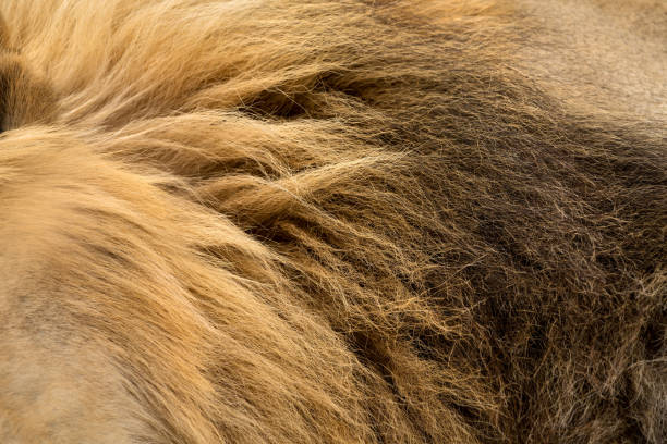 die gelbe, braune und schwarze mähe und haare eines großen männlichen löwen - lion mane strength male animal stock-fotos und bilder