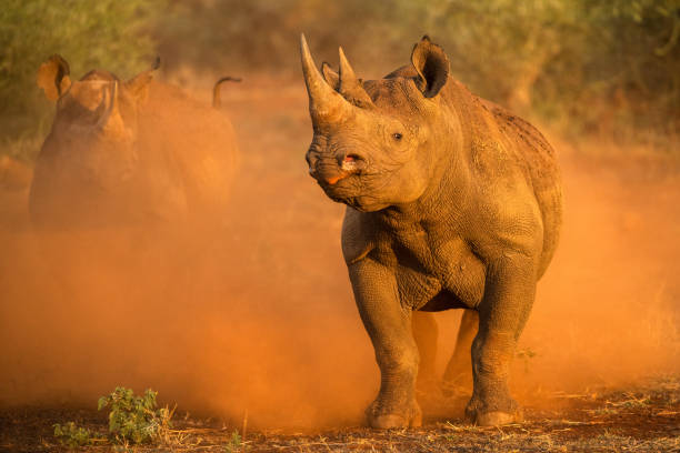 duas rinocerontes negras fêmeas atacando em direção ao veículo de jogo - 3879 - fotografias e filmes do acervo
