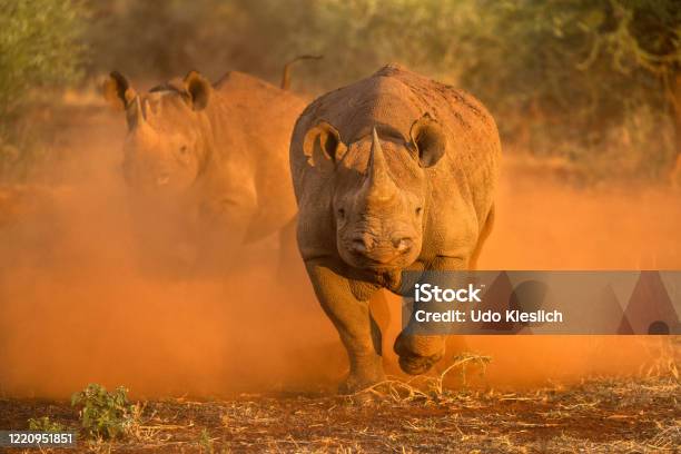 Two Female Black Rhinos Charging Towards The Game Vehicle Stock Photo - Download Image Now