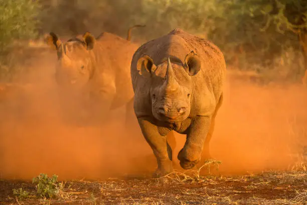 An action photograph of two female black rhinos charging towards the game vehicle, kicking up red dust and sand at sunrise, taken in the Madikwe Game Reserve, South Africa