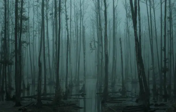 Photo of Empty, misty swamp in the moody forest