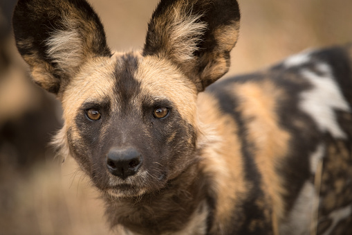 A beautiful detailed close up portrait headshot of an African Wild Dog intently looking towards the camera at sunset, taken at the Madikwe game Reserve in South Africa.