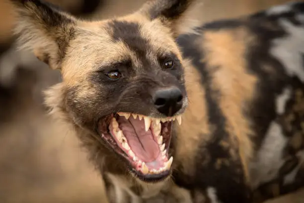 A beautiful detailed close up portrait headshot of an African Wild Dog with its mouth open, snarling and with its teeth and canines bared, taken at sunset in the Madikwe Game Reserve in South Africa.