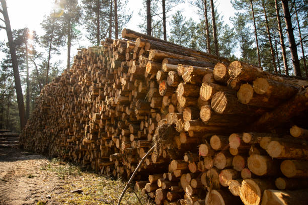 istock Deforestation - wood logs in daylight 1220954438