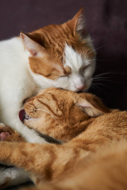 istock Two white and ginger cats washing each other 1220954713