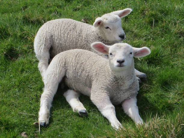 istock Two fluffy lambs lying in green grass 1220955030