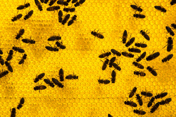 istock The bee hive is shot close-up in the summer on an apiary, 1220958132