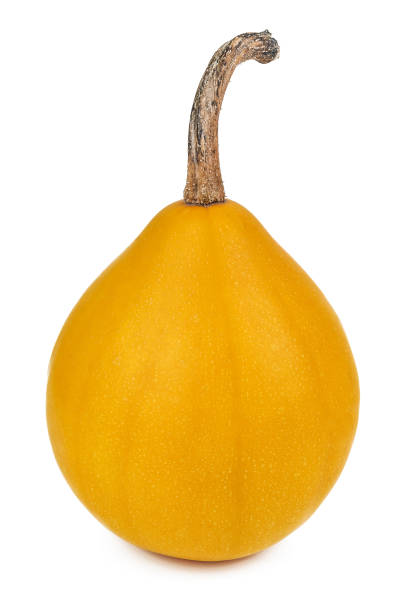 istock yellow ripe pumpkin on white 1220959369