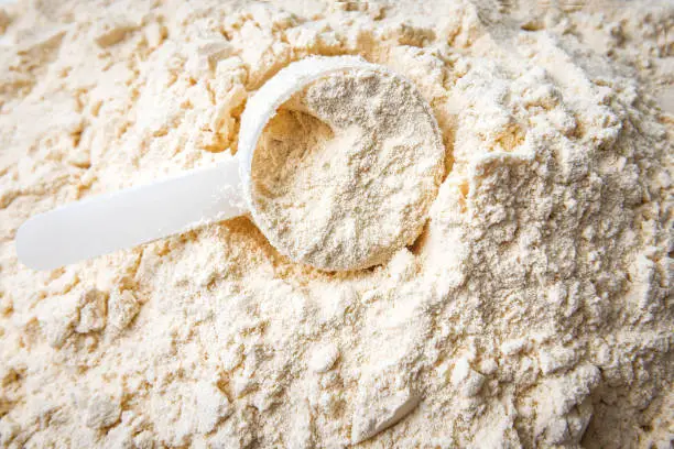 plastic spoon scoop in vanilla whey protein powder