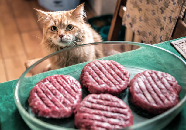 red cat is waiting for the meat cutlets burger