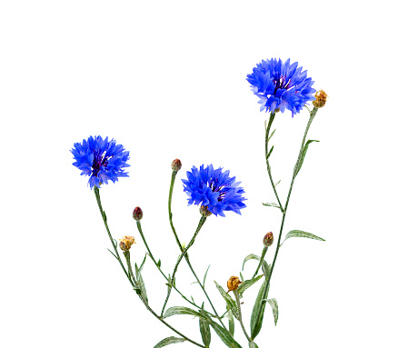 A Bouquet of cornflower flower. Blue Cornflower Herb or bachelor button flower bouquet isolated on white background. Macro picture of corn flowers.