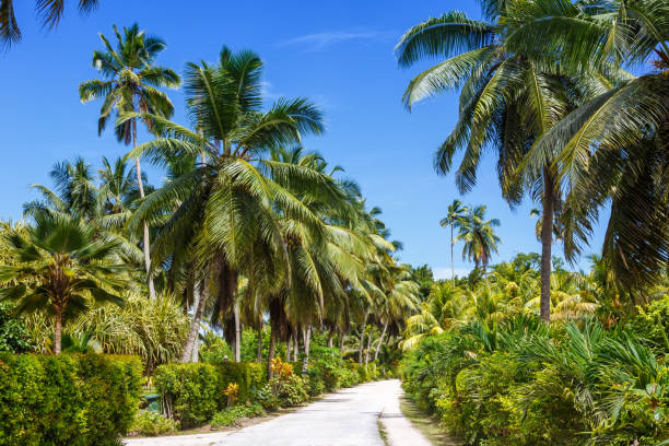 istock Palms Seychelles La Digue path vacation holidays paradise symbolic image palm 1220960704