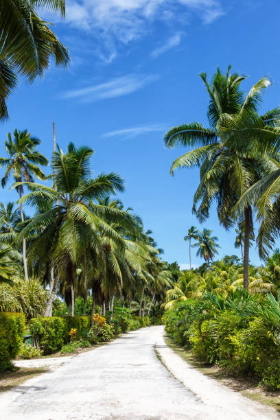 istock Palms Seychelles La Digue path vacation holidays paradise portrait format symbolic image palm 1220962506