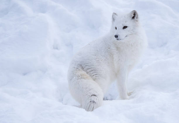 Arctic fox sitting in snow stock photo