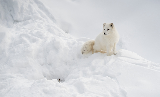 Arctic fox sitting at den opening