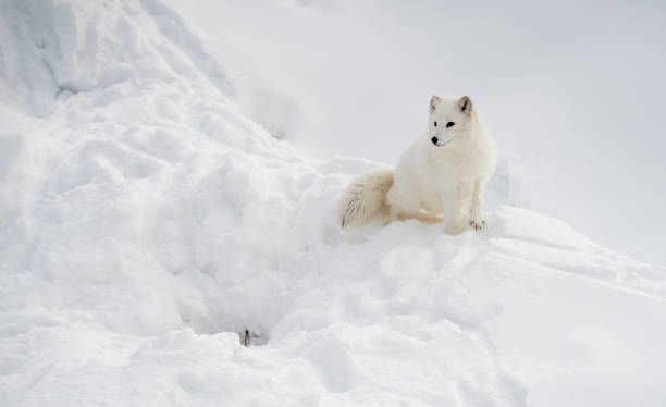 Arctic Fox at den stock photo