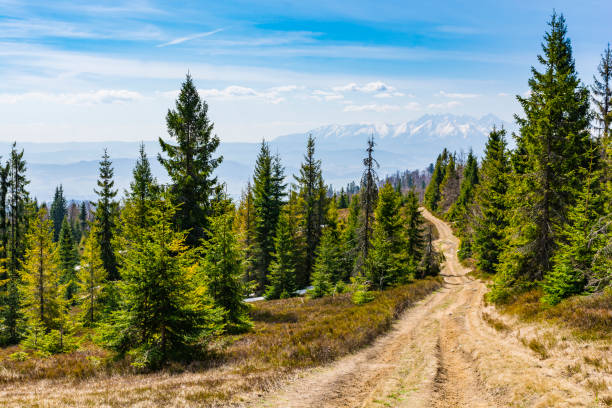 forest road which leads a tourist trail with a view of the snowy peaks of the mountains. - ridge mountain wilderness area poland imagens e fotografias de stock