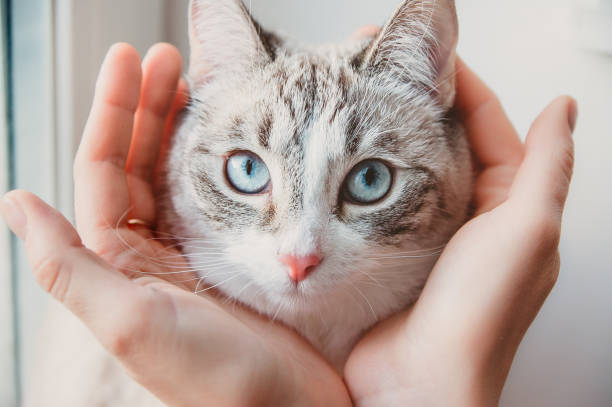 istock The hands hold the head of a Siamese cat 1220963335