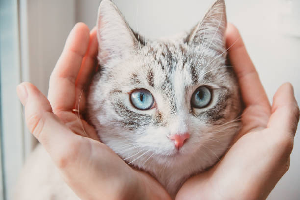 istock The head of a Siamese cat in the palms 1220963564