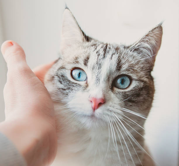 istock The taming of the Siamese lynx cat 1220963566