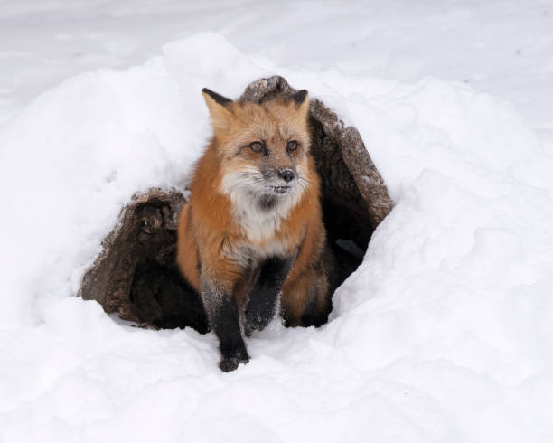 Red fox at den in snow stock photo