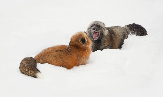 Red foxes playing in snow