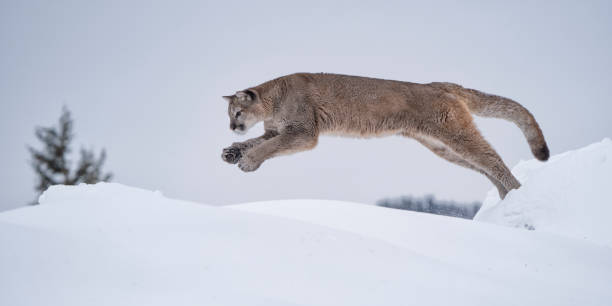 istock Mountain lion jumping across in snow 1220964534