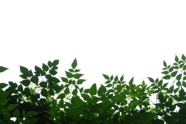 istock Tropical tree with leaves branches on white isolated background for green foliage backdrop 1220966337