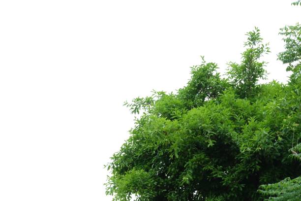 istock Tropical tree with leaves branches on white isolated background for green foliage backdrop 1220966361