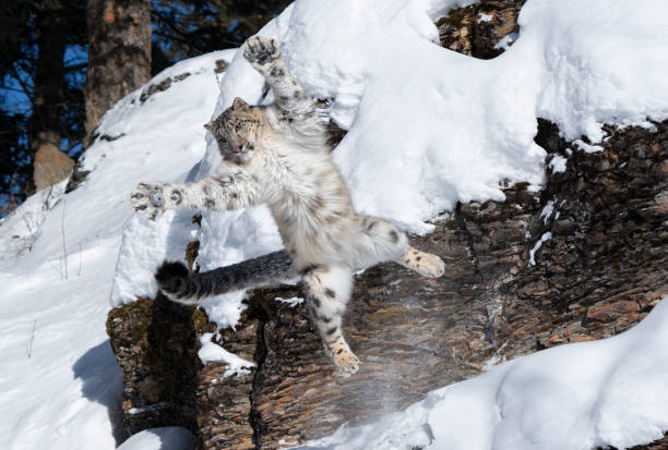 ユキヒョウジャンプ - snow leopard leopard animal snow ストックフォトと画像