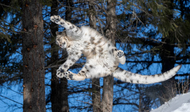 Snow leopard jumping off mountain stock photo
