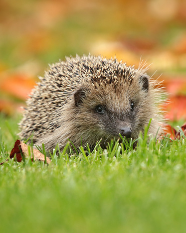 Hedgehog