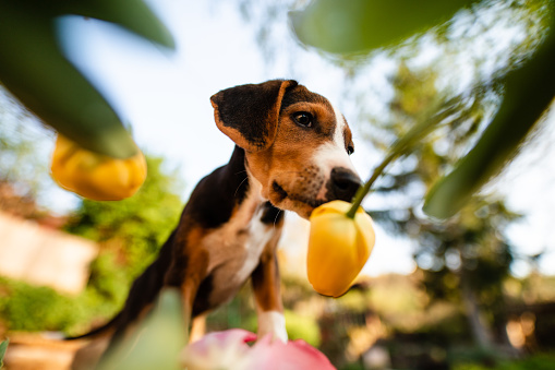 Lovely mongrel puppy playing int he bush of yellow tulips