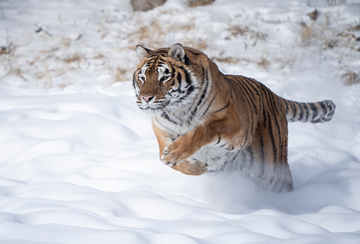 Bengal tiger running in snow