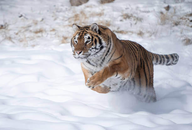 Bengal tiger running in snow stock photo