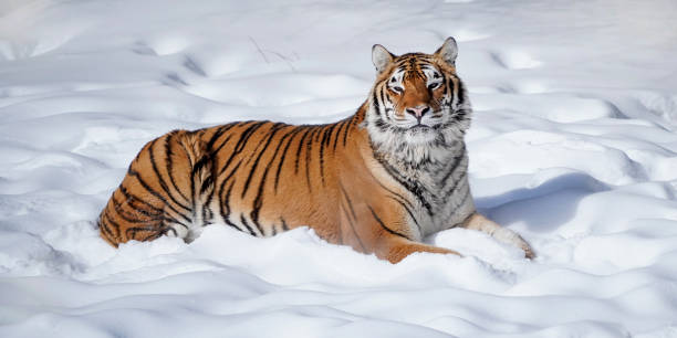 istock bengal tiger in snow 1220966692