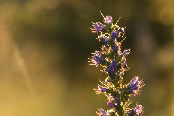 istock grass glows at sunset in the rays of the sun 1220967842