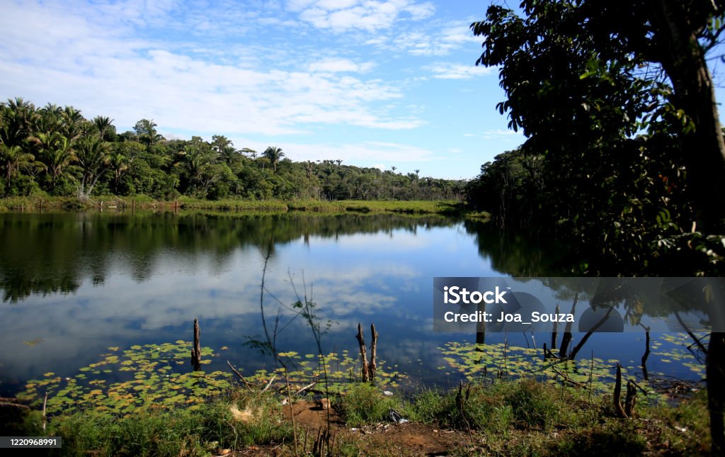 view of lagoon in salvador salvador, bahia / barazil - july 21, 2016: view of the lagoon located on Avenida Luiz Viana in the city of Salvador."n Forest Stock Photo
