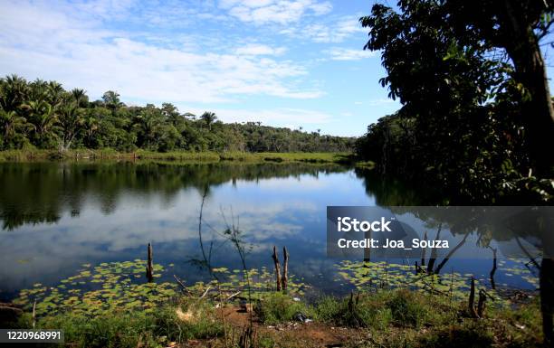 View Of Lagoon In Salvador Stock Photo - Download Image Now - Forest, Freshwater, Iquitos