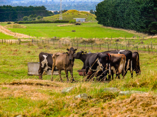 istock Cattle in the pasture on a ranch. Cowboy Trail, Alberta, Canada 1220971119