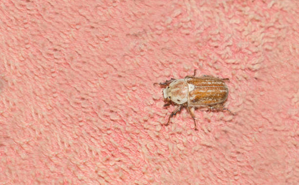 istock closeup the female beetle (Polyphylla alba) 1220971363