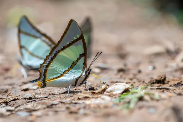 Butterflies that exist in nature and national parks in Thailand