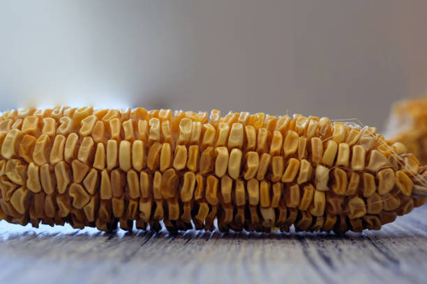One dried corn on a blue wooden board,agriculture product