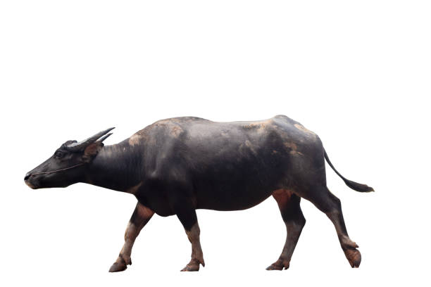 istock Thai Black male buffalo 1220973310