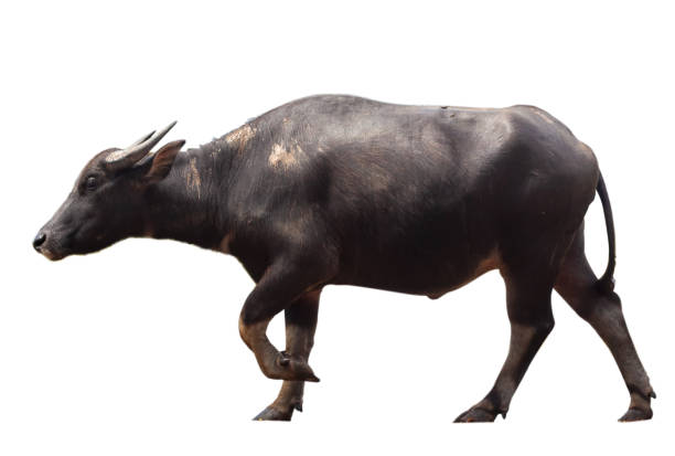 istock Thai Black male buffalo isolated white background 1 1220973313