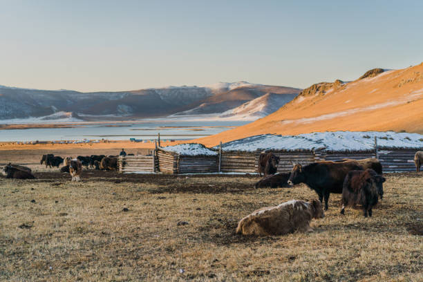 Scenic view of yaks  on pasture in  Mongolia at sunset