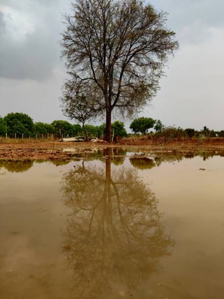 istock Reflection of a tree in rain water in a field 1220975116