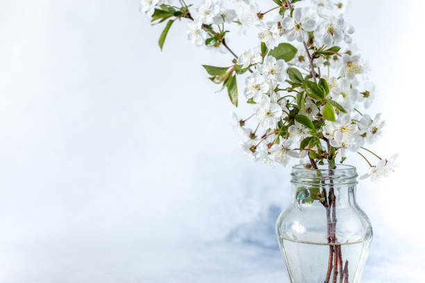 istock beautiful cherry flowers close-up. White cherry flowers, romantic light spring background. Spring sakura blossom. White cherry blossom with selective focus. cherry branch 1220975244