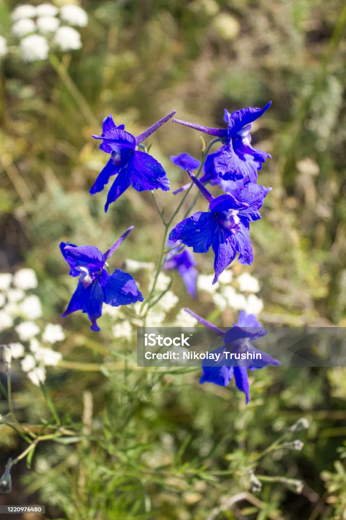 Hermosas Flores Silvestres Azules En Primavera Foto de stock y más banco de  imágenes de Aire libre - Aire libre, Azul, Belleza - iStock